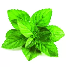 Spearmint TPA